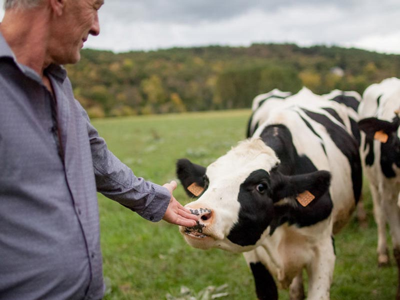 man with his hand out to a black and white cow